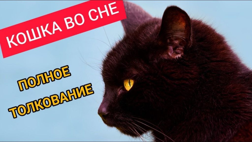 К Чему Снится Кал Женщине: значение и толкование сна