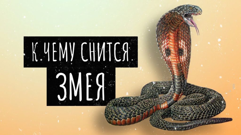 К Чему Снится Змея: значение, символика и толкование сновидения