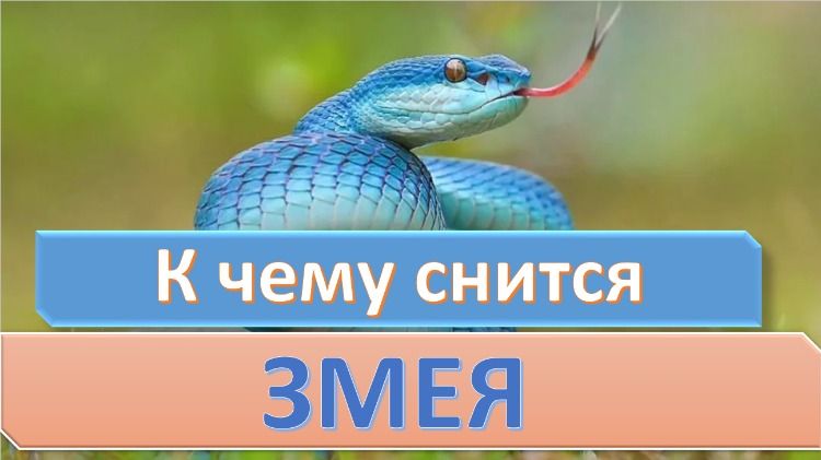 К Чему Снится Змея: значение, символика и толкование сновидения