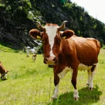 До Чого Сниться Корова Жінці: Значення і Тлумачення Сновидіння