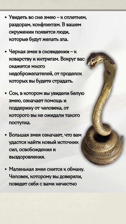 К Чему Снится Змея: значение, символика и толкование сновидения