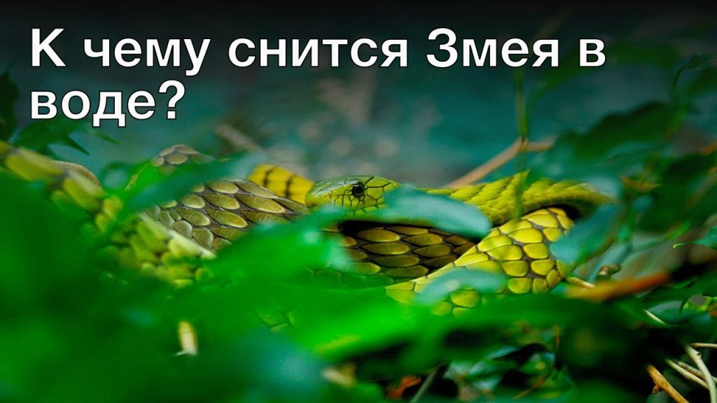 К Чему Снится Змея: значение, символика и толкование сновидения