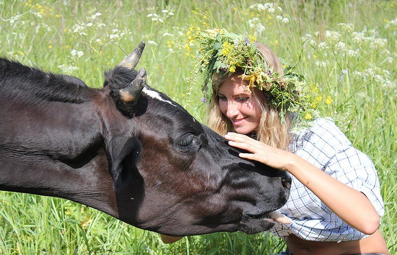 До Чого Сниться Корова Жінці: Значення і Тлумачення Сновидіння