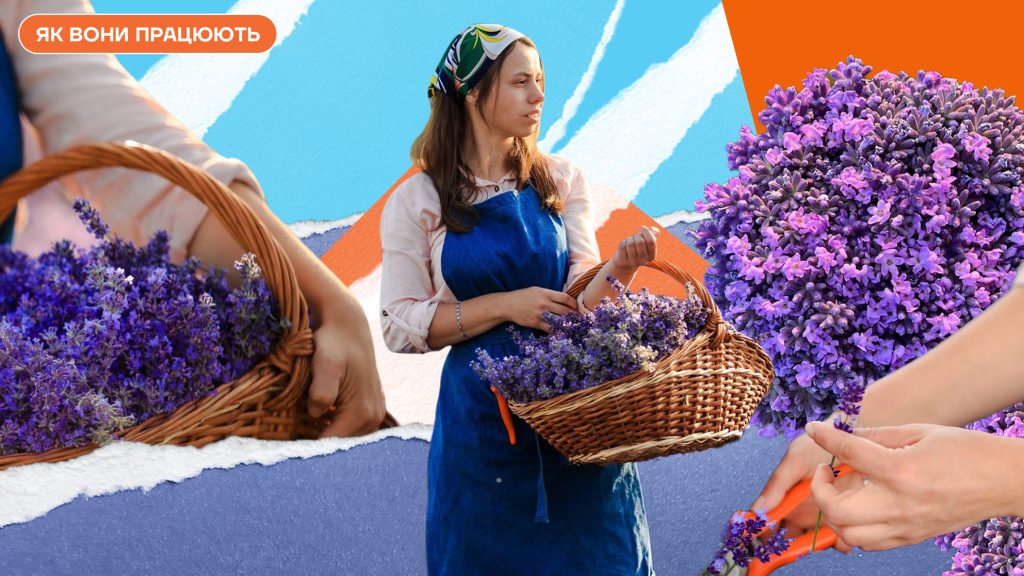 Від $10 000 за гектар: як працює бізнес на лаванді в Україні