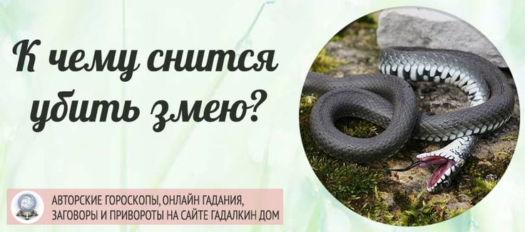 К Чему Снится Змея: значение, символика и толкование сновидения
