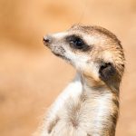 Сидни Суини Фигура: подробный обзор жизни и творчества