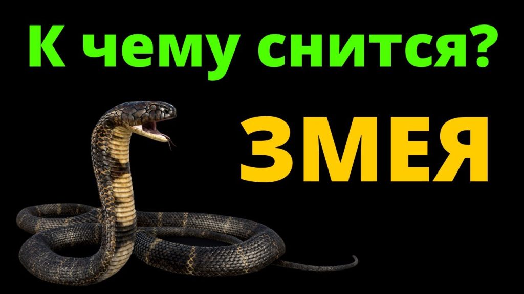 К Чему Снится Змея: значение, символика и толкование сновидения